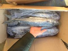 Fresh Spanish Mackerel (Best Quality Sea Frozen) for sale