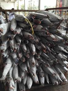 Black Spanish Mackerel (Best Quality Sea Frozen) for sale