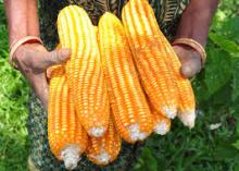 White and  Yellow   Maize  (Corn)