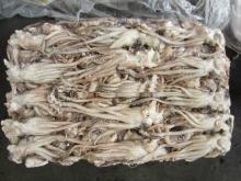 Illex Squid Tentacles (Illex Argentinus) for sale