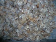 Frozen Squid Neck (Illex Argentinus) for sale