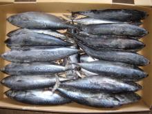 High Quality Frozen bonito tuna whole fish Fresh
