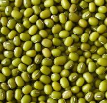  green   beans ,  mung   beans  3.5cm for exportation