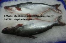 PANGASIUS (basa, tra fish, dory, swai, river fish) WHOLE ROUND, WHOLE CLEANED