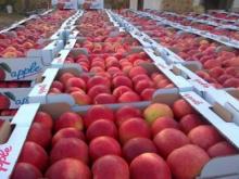 Fuji Apples