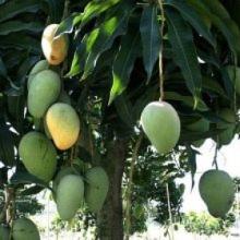 Offer Mango Leaf Extract OF SALE