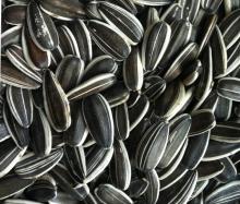 Black   Sunflower   Seeds 