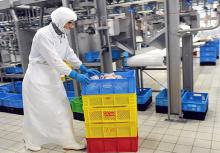 Halal Processed Chicken Feet And Paws Grade A
