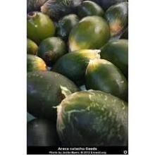 Fresh   betel   nut s