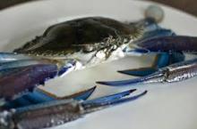 Frozen Blue Swimming Crab for sale