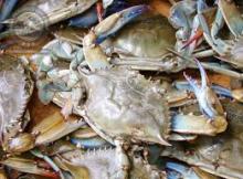 Frozen Blue  Swimming   Crab  for hot sale