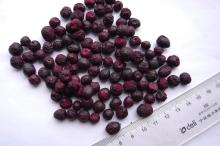 dried  wild  blueberry