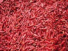  Dry   Red   Chilli 