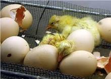 Fertilized  Eggs 