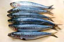 IQF SARDINES