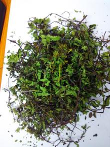 Mint / Mentha / Pudina