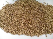 Coriander / Dhaniya