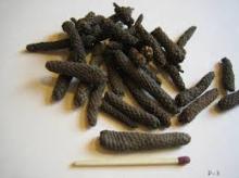 Pippali Fruit