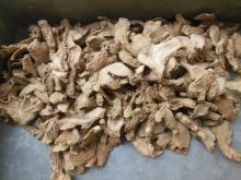 Ginger Root