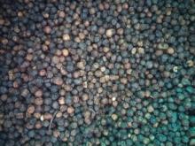 Black Pepper / Kali mirch