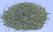 Fennel Seed