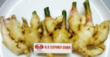 FRAIS GINGER SOUTH EAST ASIE