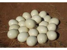 Macaw and Gray  Fertile   Eggs 