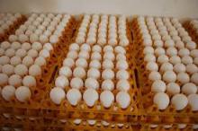 Fertile Hatching Chicken Eggs for Sale