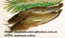 CATFISH. (Latin name: Clarias macro cephalus) WHOLE ROUND/ WHOLE CLEANED