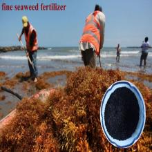 seaweed extract kelp extract fertilizer
