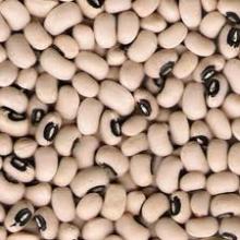 Vigna Beans