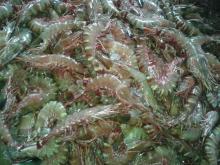 Frozen Green Lobster Whole Round For Export
