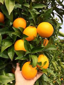 Fresh Navel Orange