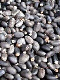 Jatropha seeds/Jatropha Oil/Black seed extract/Black Pepper Extract/Dehydrated Brocolli/Rose Bud Tea