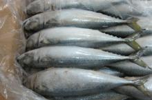 2015 New Landing Frozen Whole Round Pacific Mackerel