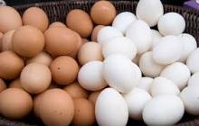  Broiler   Hatching   Eggs : Cobb 500 and Ross 308