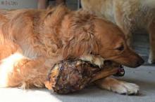 pet food(8 inchs  dog  dental natural  chew ing  bone )