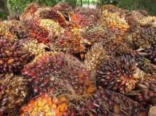 SAWA REFINED PALM OIL