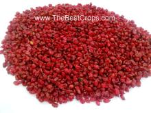 Iranian dried barberry export quality