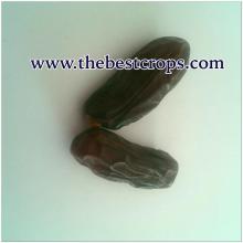 Dried Date from  Iran 
