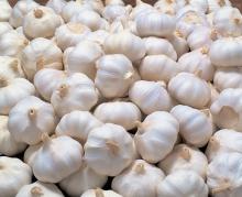 Normal Pure White Fresh Garlic