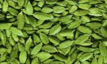 Fresh Green Cardamomm Spice
