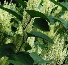 Resveratrol powder for natural nutritional supplement