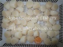  Frozen   Sea   Scallops  meat