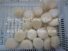 IQF Scallops meat