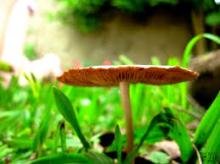 fresh mushroom