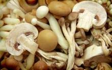 CANNAED MUSHROOM