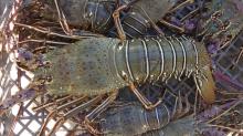 Live Lobster Green spiny