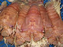  Slipper  Tail Lobster