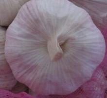 hot sale Chinese garlic with 5.5cm diameter